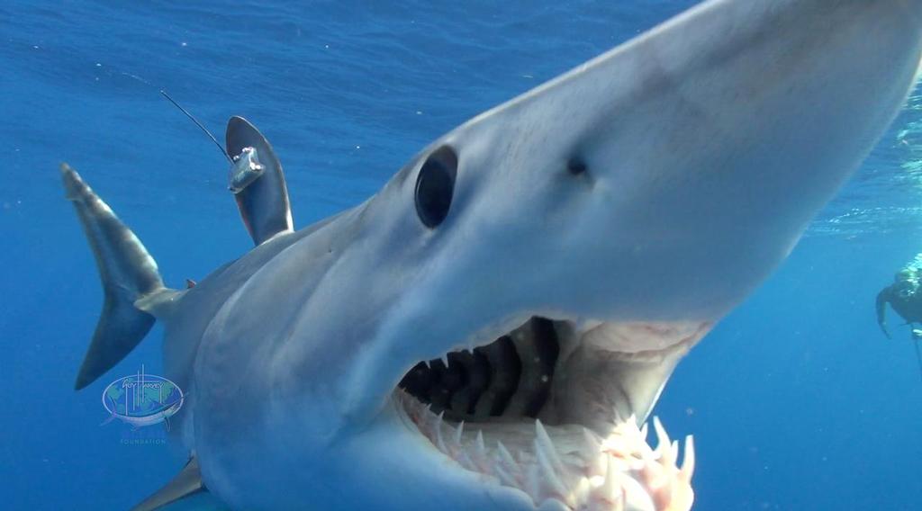 Satellite Tagged Mako Shark © John Bell
